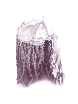 Stump 2-2-11 beaver stumps India ink on gessoed board