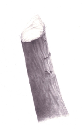 Stump 2-14-11 beaver stumps India ink on gessoed board