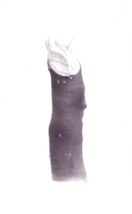 Stump 2-10-11 beaver stumps India ink on gessoed board