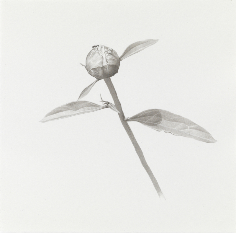 Marden Peony (Bud) marden peonies Ink, graphite on paper