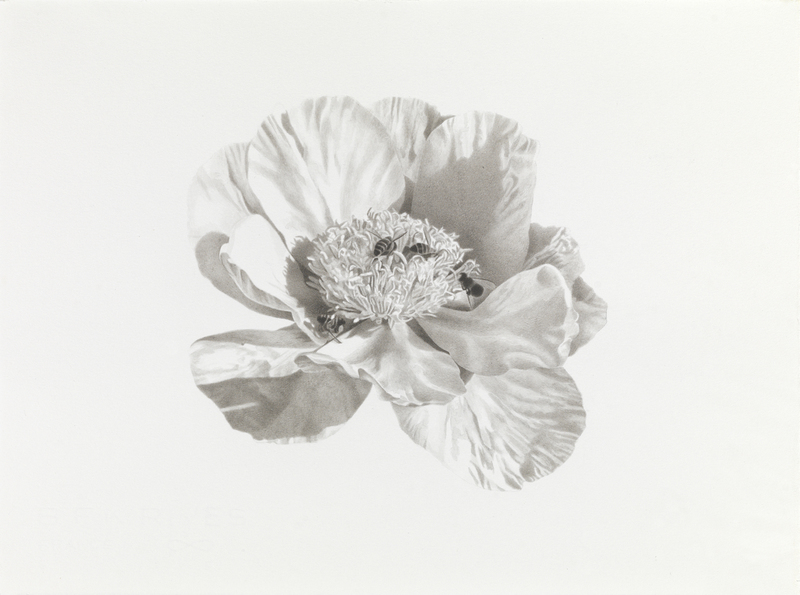 Marden Peony #2 marden peonies Ink, graphite on paper