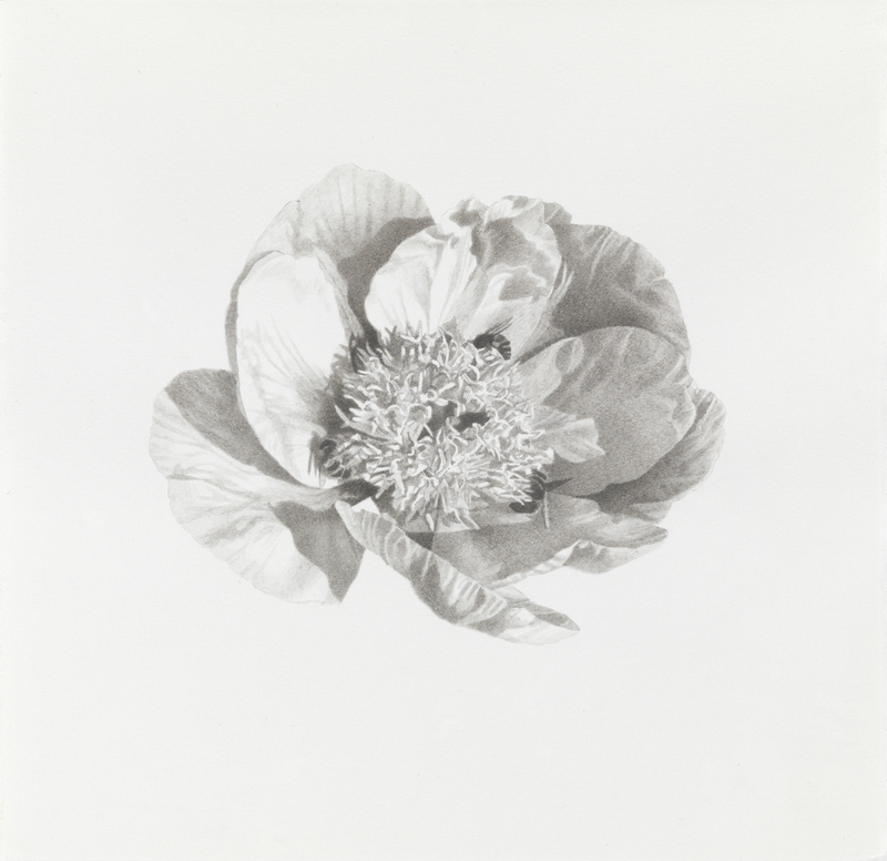 Marden Peony #1 marden peonies Ink, graphite on paper