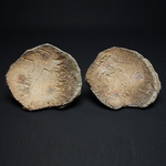  Plates Stoneware, sea shells, natural ash glaze