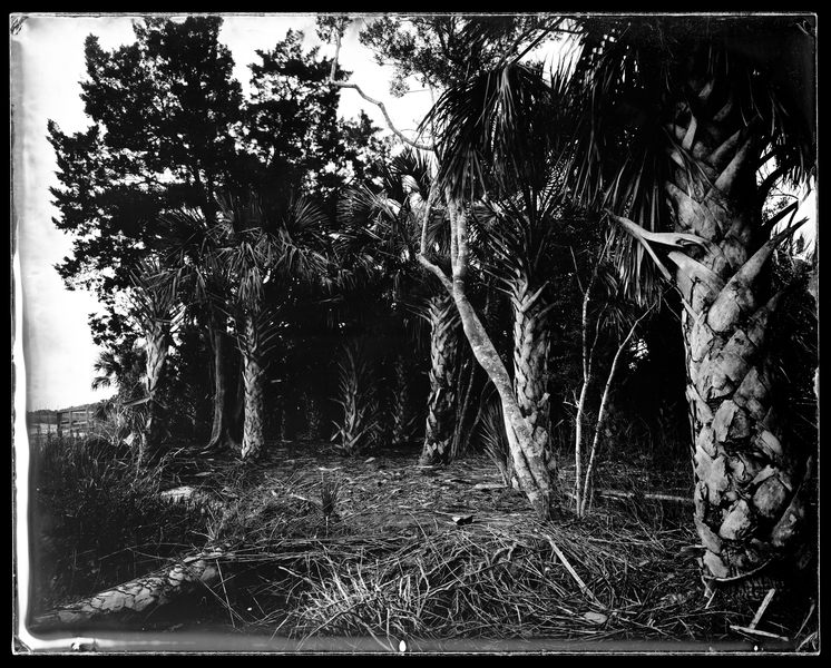 Riverbank, McQueens Island, GA Michael Kolster Savannah River (GA/SC) ambrotype