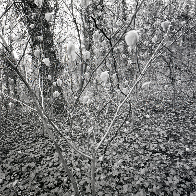 St Cloud 1/fr7 Michael Kolster St. Cloud archival pigment print