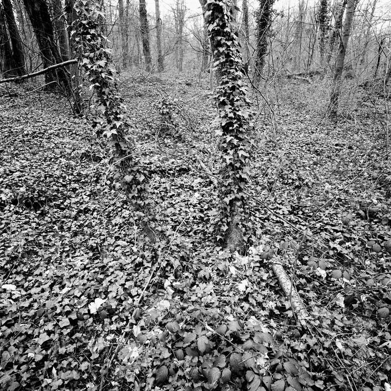 St Cloud 4/fr10 Michael Kolster St. Cloud archival pigment print
