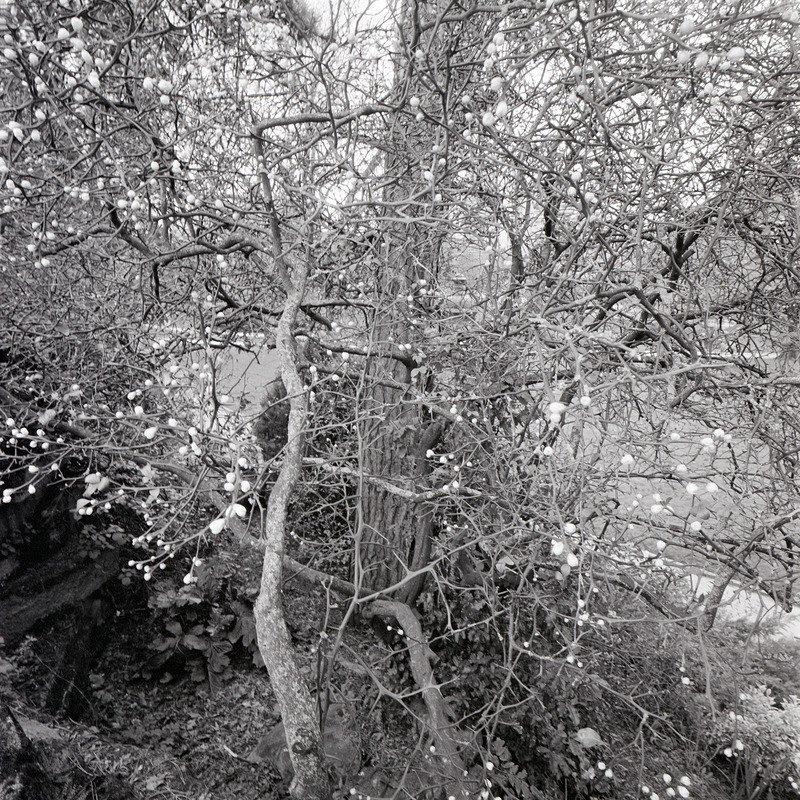 Montsouris 2/fr1 Michael Kolster Montsouris archival pigment print