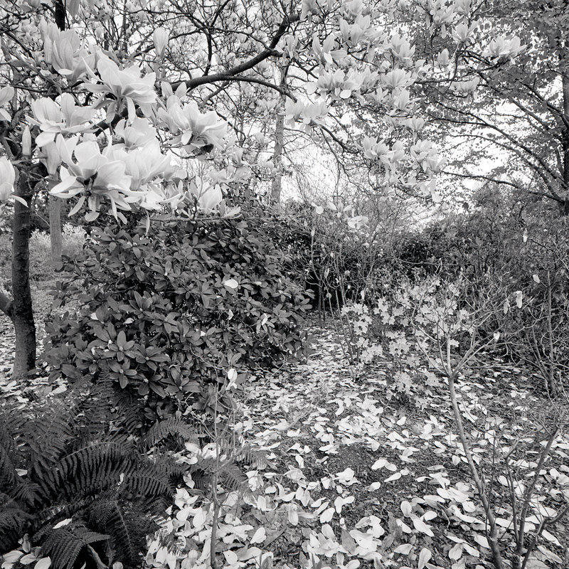 Montsouris 4/fr5 Michael Kolster Montsouris archival pigment print