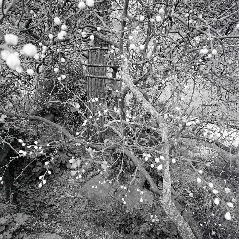 Montsouris 3/fr12 Michael Kolster Montsouris archival pigment print