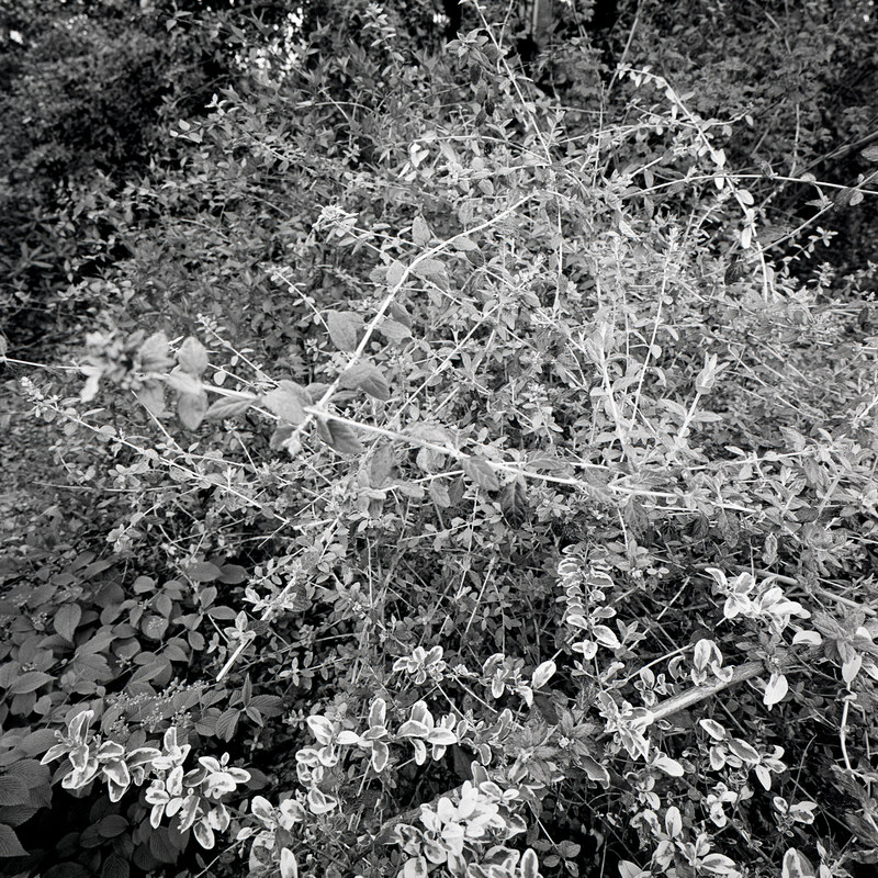 Montsouris 4/fr11 Michael Kolster Montsouris archival pigment print