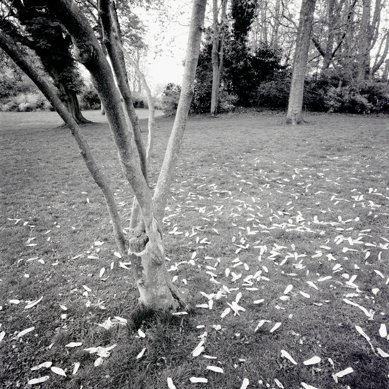 Montsouris 7/fr11 Michael Kolster Montsouris archival pigment print