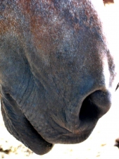 horsemouth