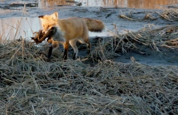 fox: delaware