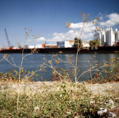 Weeds Still Standing, Tina's Place On the Duwamish