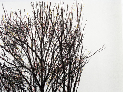 Timed Responses (Branches). 221 Minutes. Timed Responses. (Branches). 2015. Ink on paper