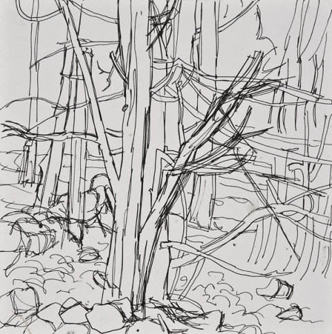Woods Drawings 2010-2014 Ink on paper