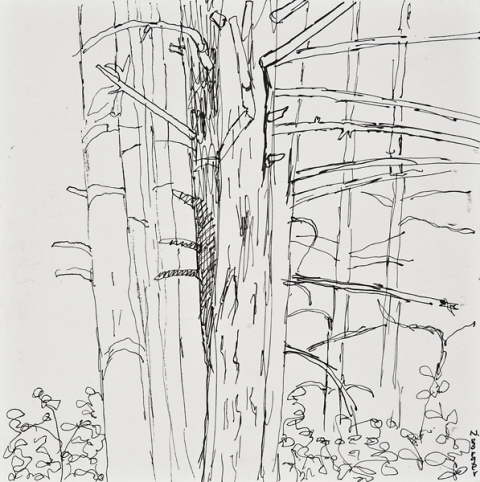 Woods Drawings 2010-2014 Ink on paper