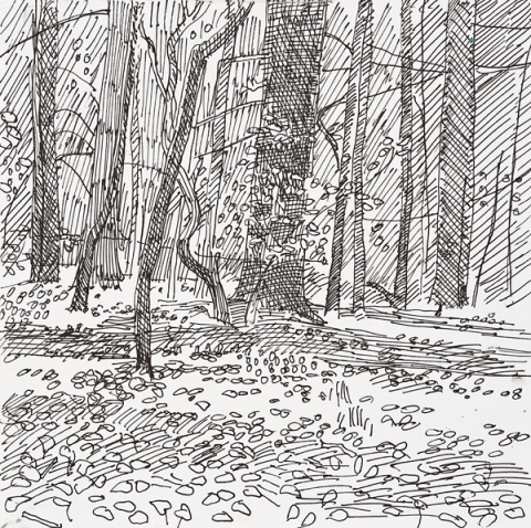 Woods Drawings 2010-2014 Ink on paper