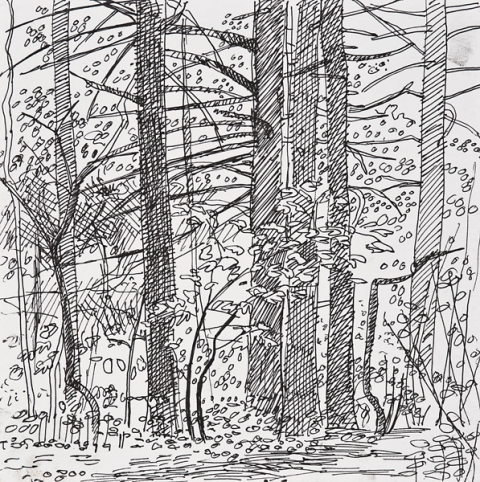 Woods Drawings 2010-2014 Ink on paper
