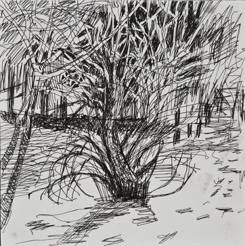 Woods Drawings 2010-2014 ink on paper