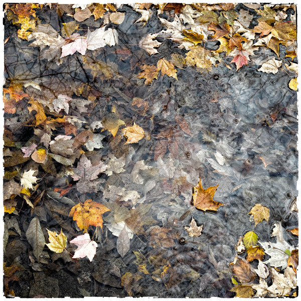 The Melancholic Season PETER SZAWLOWSKI After Summer