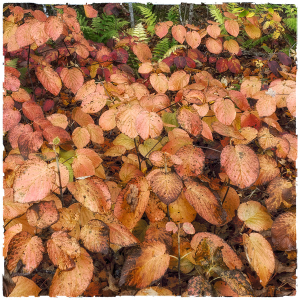 Viburnum PETER SZAWLOWSKI After Summer