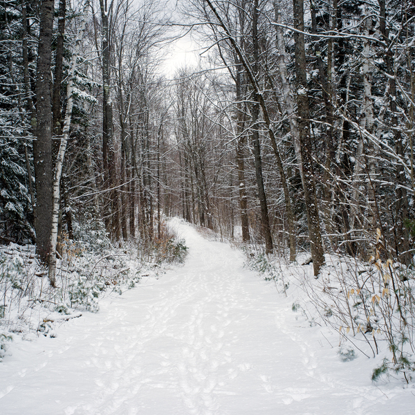 The path to the cabin PETER SZAWLOWSKI Bronson Hill Digital Photograph