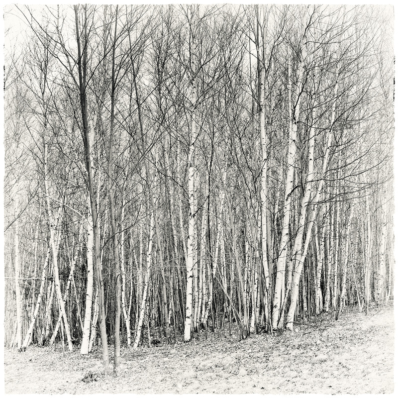 Sugar Hill - Before Spring on Bronson Hill PETER SZAWLOWSKI About Trees