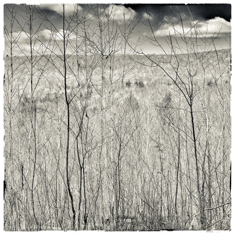 Bowen Brook - After Winter but before Spring PETER SZAWLOWSKI About Trees