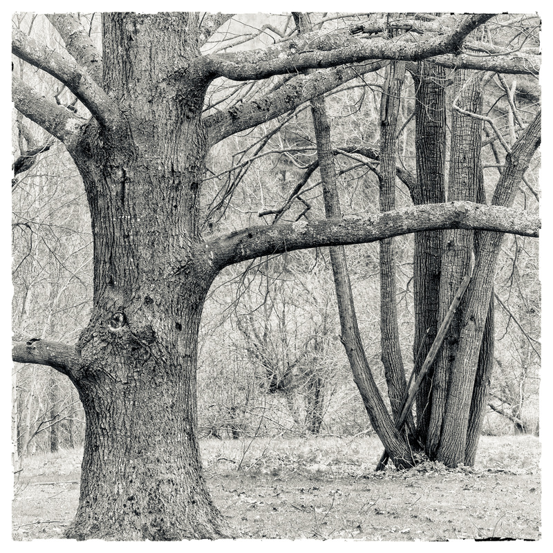 Oak and Linden at 5Points PETER SZAWLOWSKI About Trees