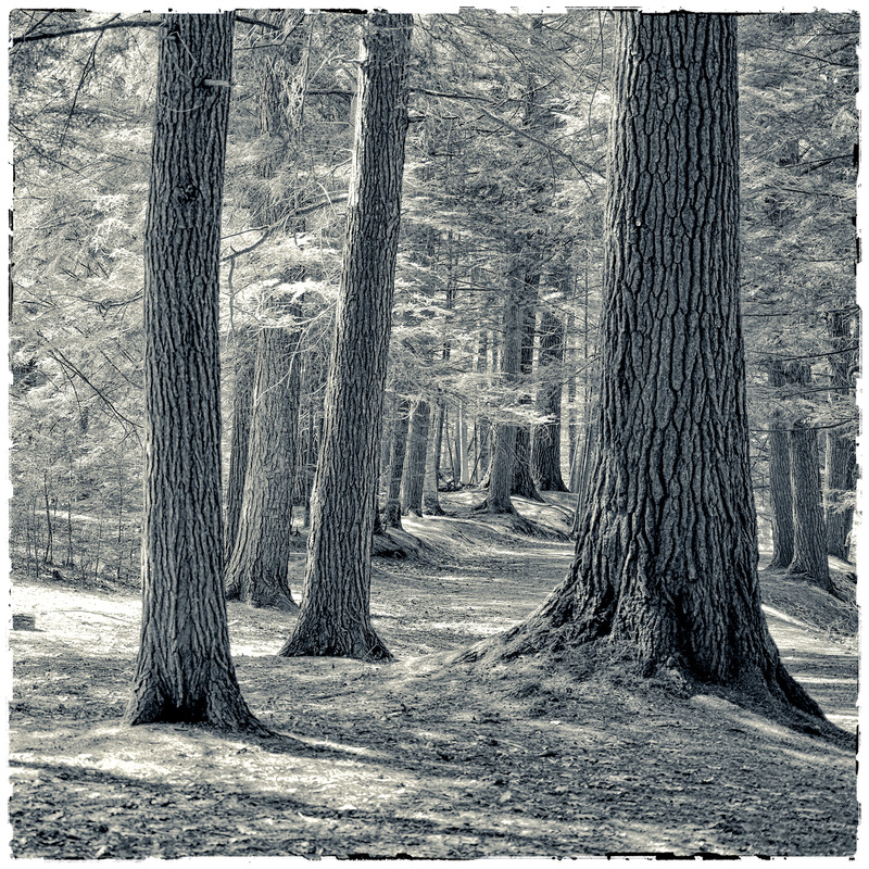 Littleton - In the "Dells" PETER SZAWLOWSKI About Trees