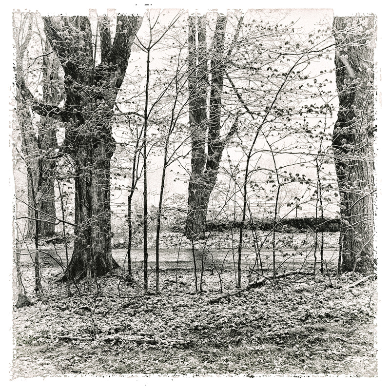 5Points - Morning Frost PETER SZAWLOWSKI About Trees
