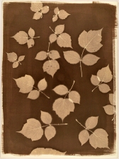 Ramsay Barnes Invasive / Poison : Maryland Invasive and Poisonous plant series VanDyke print on handmade paper