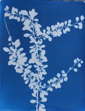 Ramsay Barnes Invasive / Poison : Maryland Invasive and Poisonous plant series Cyanotype on hamdmade paper