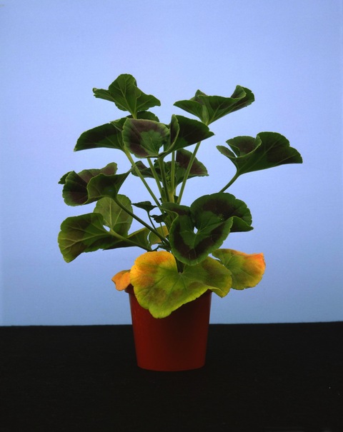 RICHARD CALDICOTT  