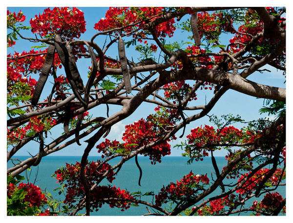 Level 2. Flamboyant Tree RICHARD MARK DOBSON Path to Purgatorio