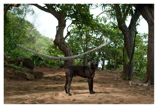 Level 3. Canine #2 RICHARD MARK DOBSON Path to Purgatorio