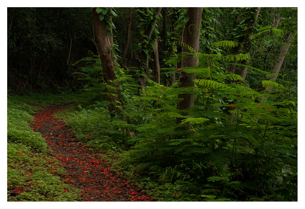 Level 1. Forest of Ferns RICHARD MARK DOBSON Path to Purgatorio