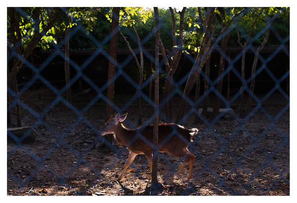 Level 6. Nature Caged, Nature Tamed # 2 RICHARD MARK DOBSON Path to Purgatorio