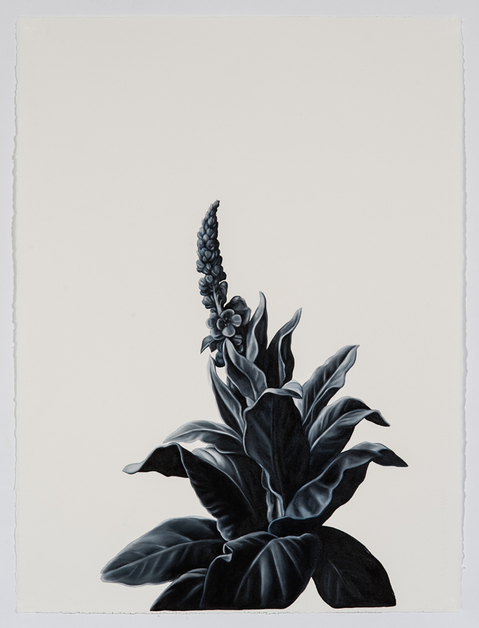 Broadleaf (after Desportes) Shelley Reed Flora oil on paper