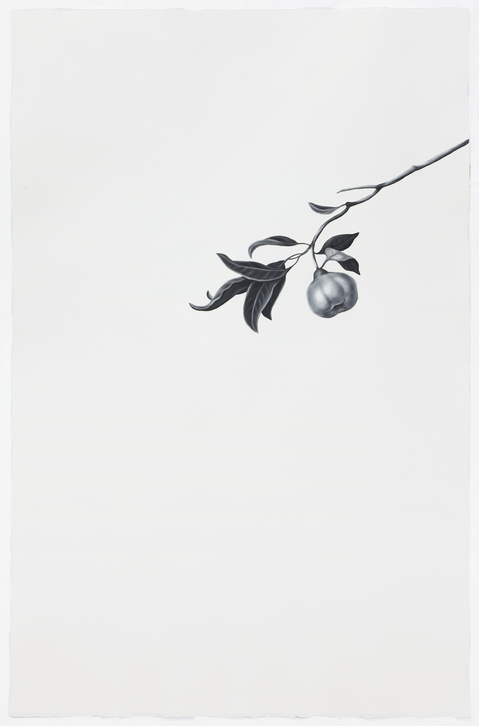 Pear Shelley Reed Flora oil on paper