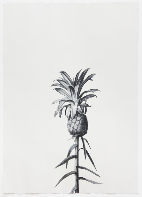 Pineapple (after Redoute) Shelley Reed Flora oil on paper