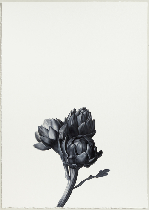 Artichoke (after Snyders) Shelley Reed Flora oil on paper