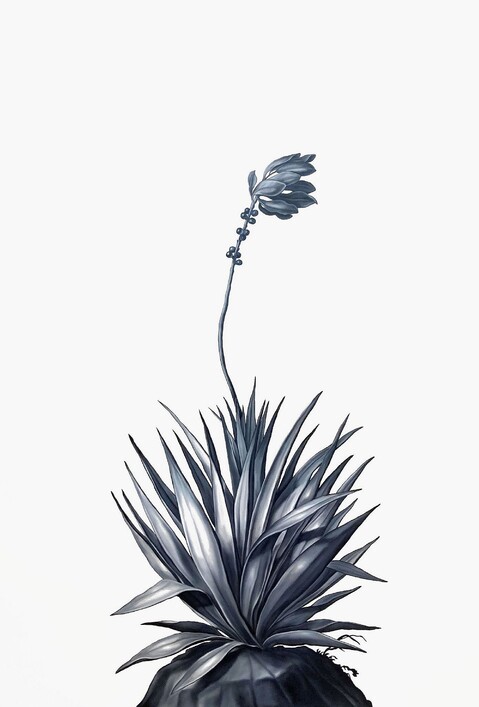 Aloe Shelley Reed Flora oil on paper
