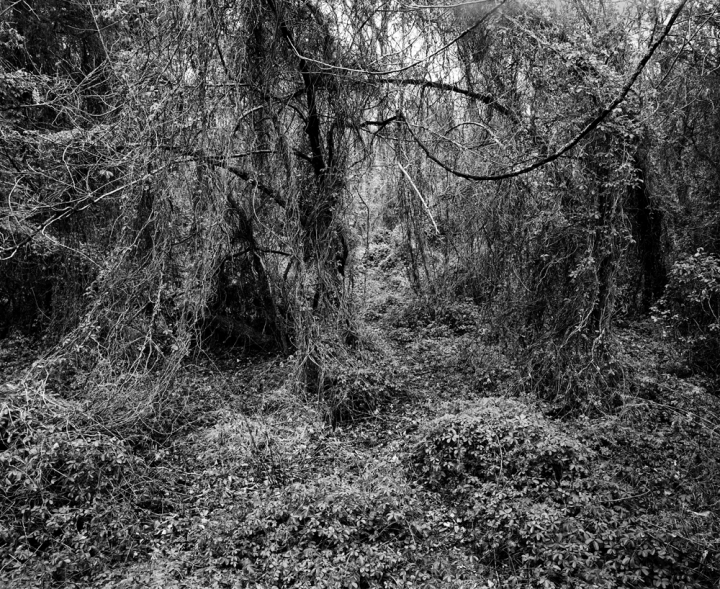 Site of the Wounding of The Gallant Major Pelham at Kelly's Ford on March 17, 1863 U.S. Civil War Sites II B&W Film 2001