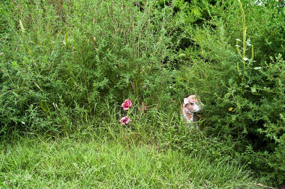 Nicodemus Lawn Deer with Roses America by Auto