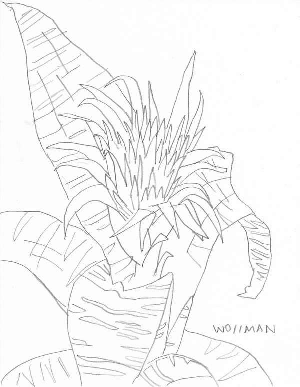 Plant TIFFANY WOLLMAN 2017 Pencil on paper