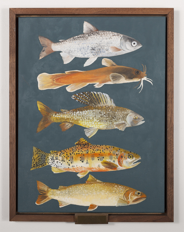 Coregonus artedi, Noturus flavus, Thymallus articus, Oncorhynchus clarki, Saivelinus confuentus TIFFANY WOLLMAN 2014 Oil on cavas