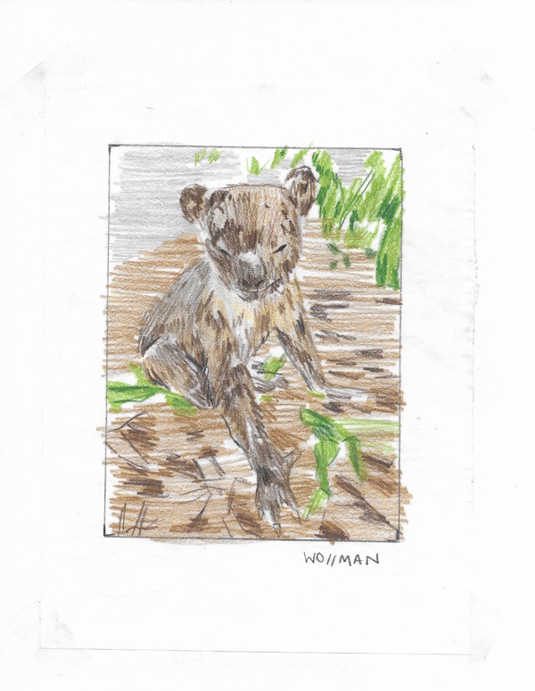 Innocent Koalas TIFFANY WOLLMAN 2020 Pencil and pencil crayon on paper - source imagery internet