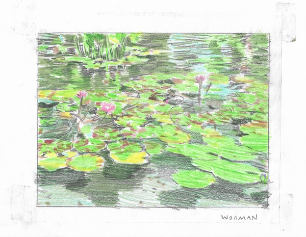 Lilies I TIFFANY WOLLMAN 2019 Pencil and pencil crayon on paper